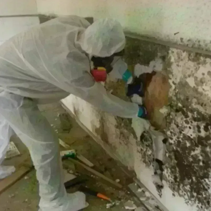 Mold Remediation and Removal in Vandalia, IL